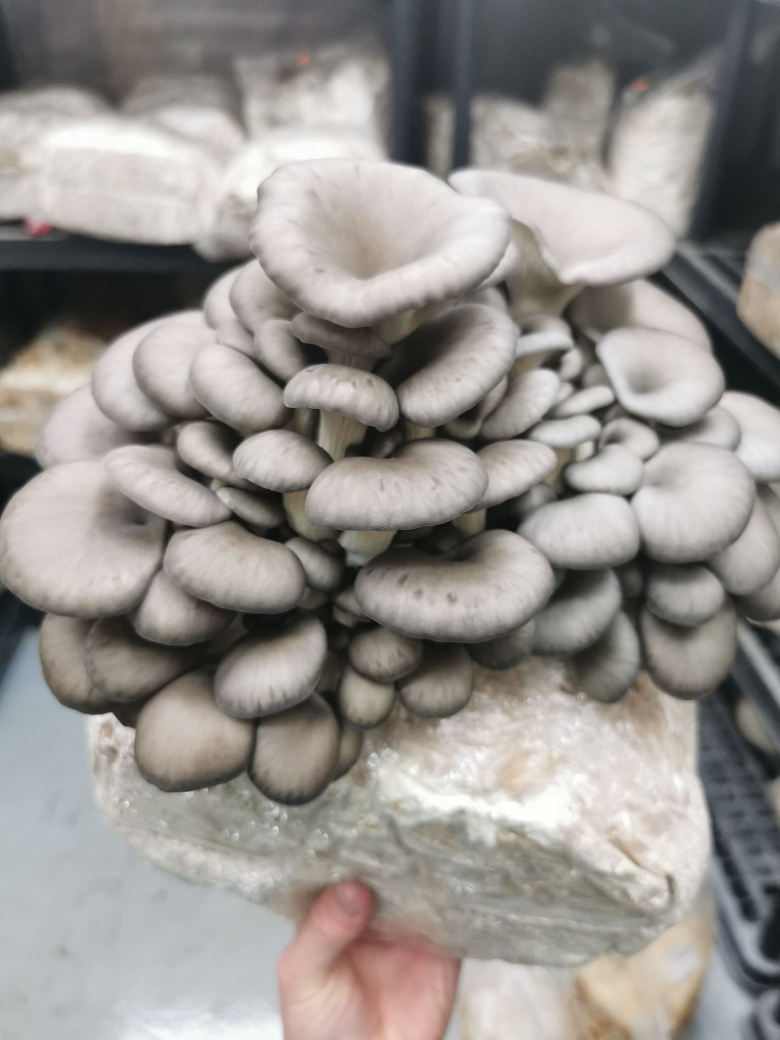 Mushroom Growing Package