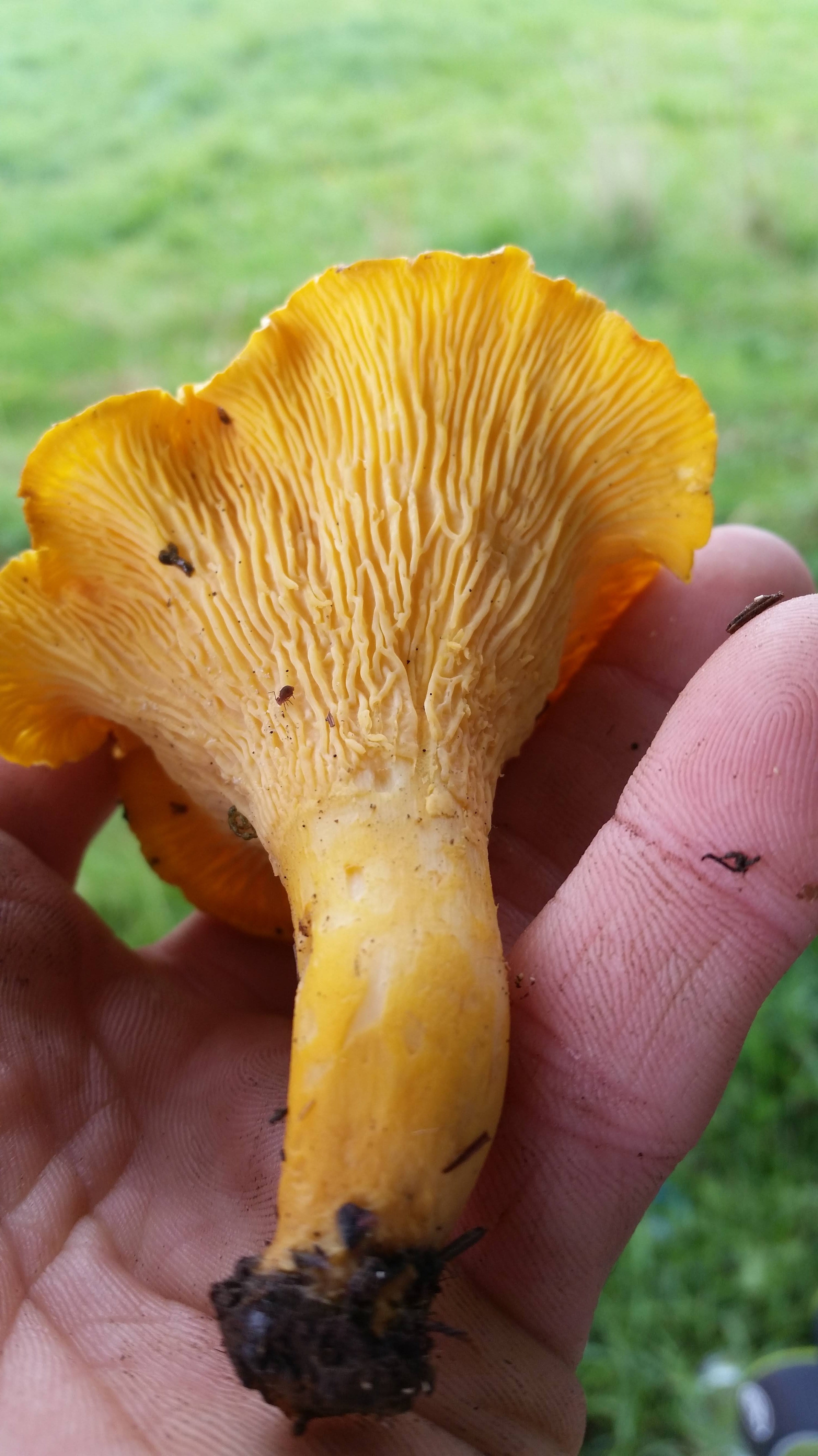 Introductory Mushroom Identification course with Viki Mather! -Friday September 29th 9:30am-3:30pm