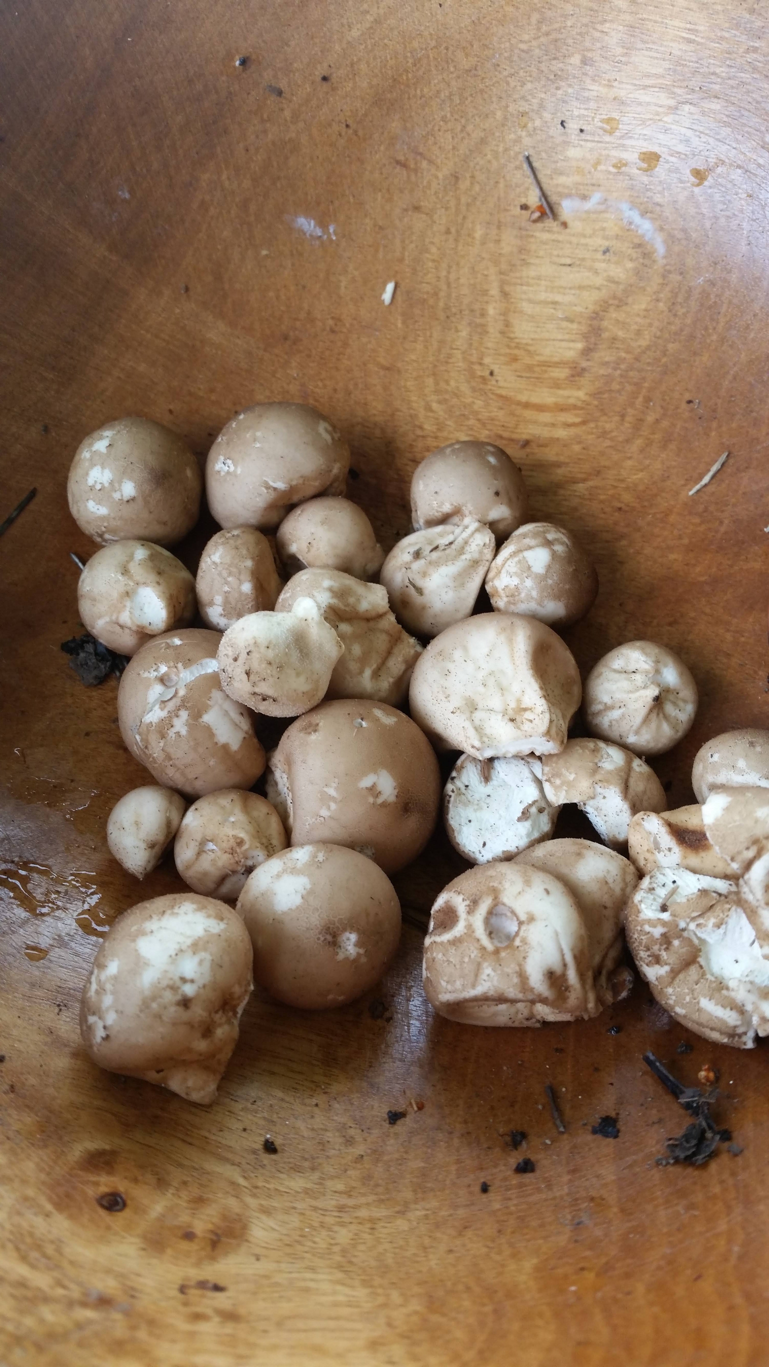 Introductory Mushroom Identification course with Viki Mather- Sunday October 1st 9:30-3:30!!