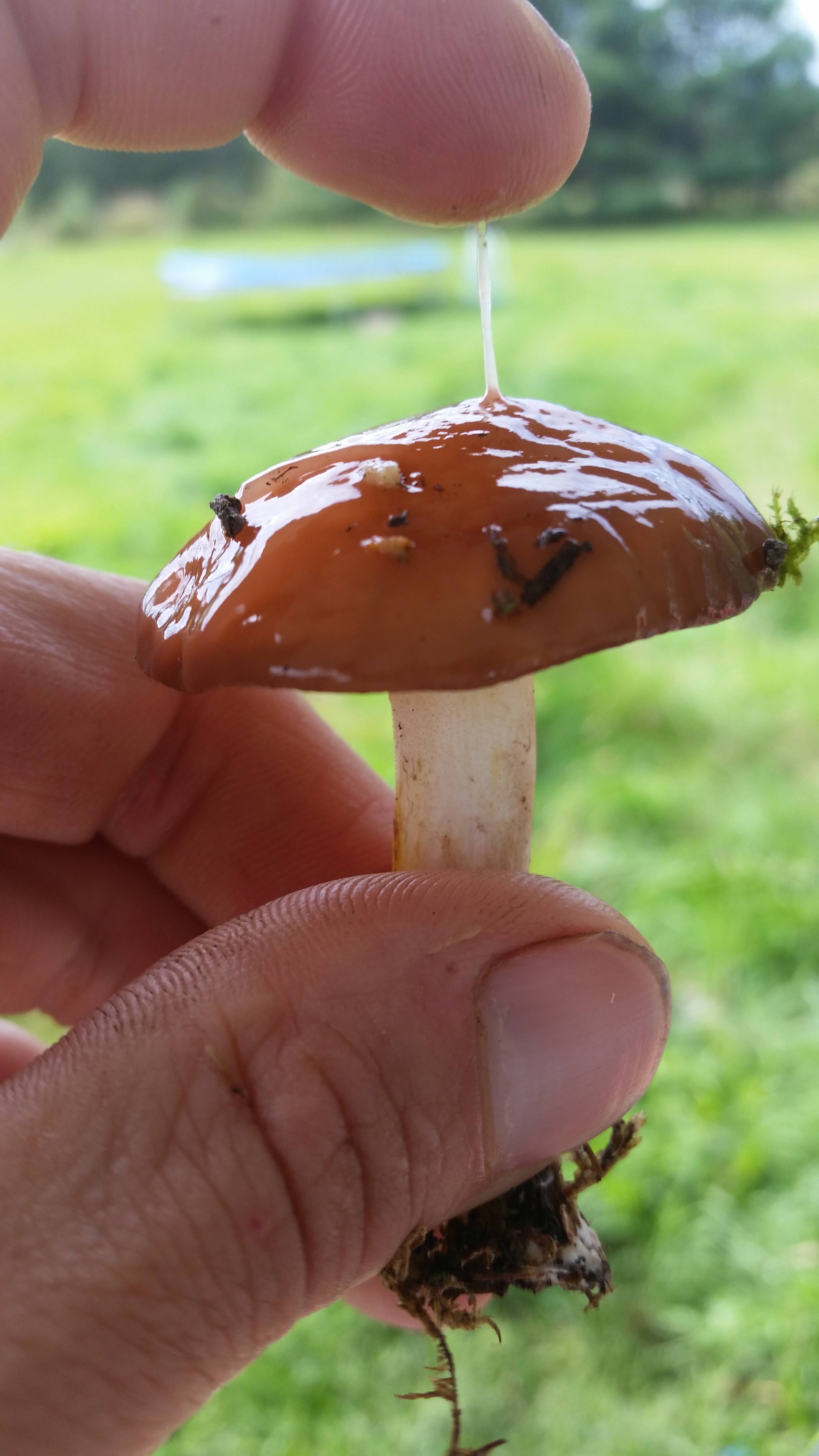 Introductory Mushroom Identification course with Viki Mather- Sunday October 1st 9:30-3:30!!