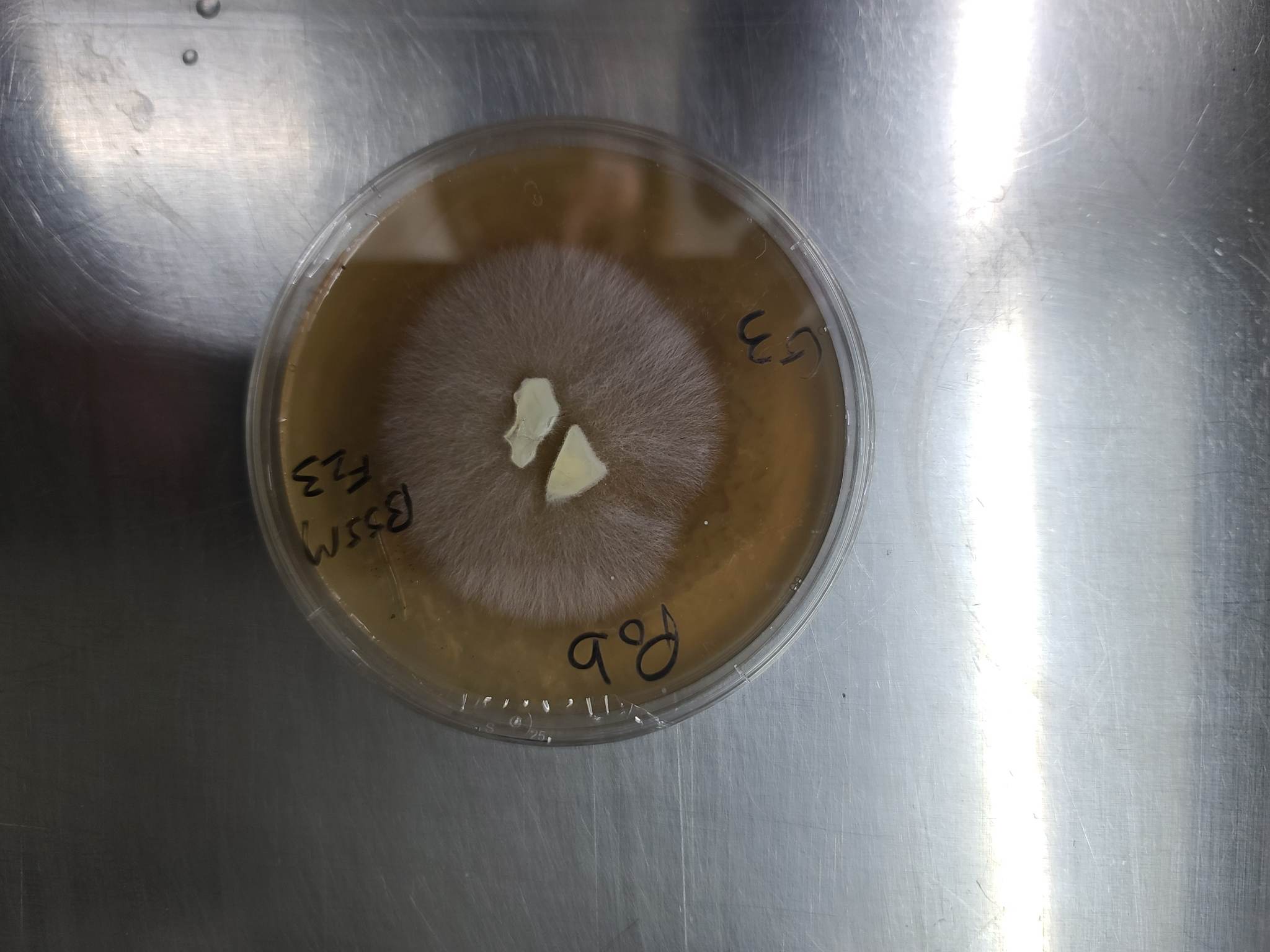 Petri plate cultures