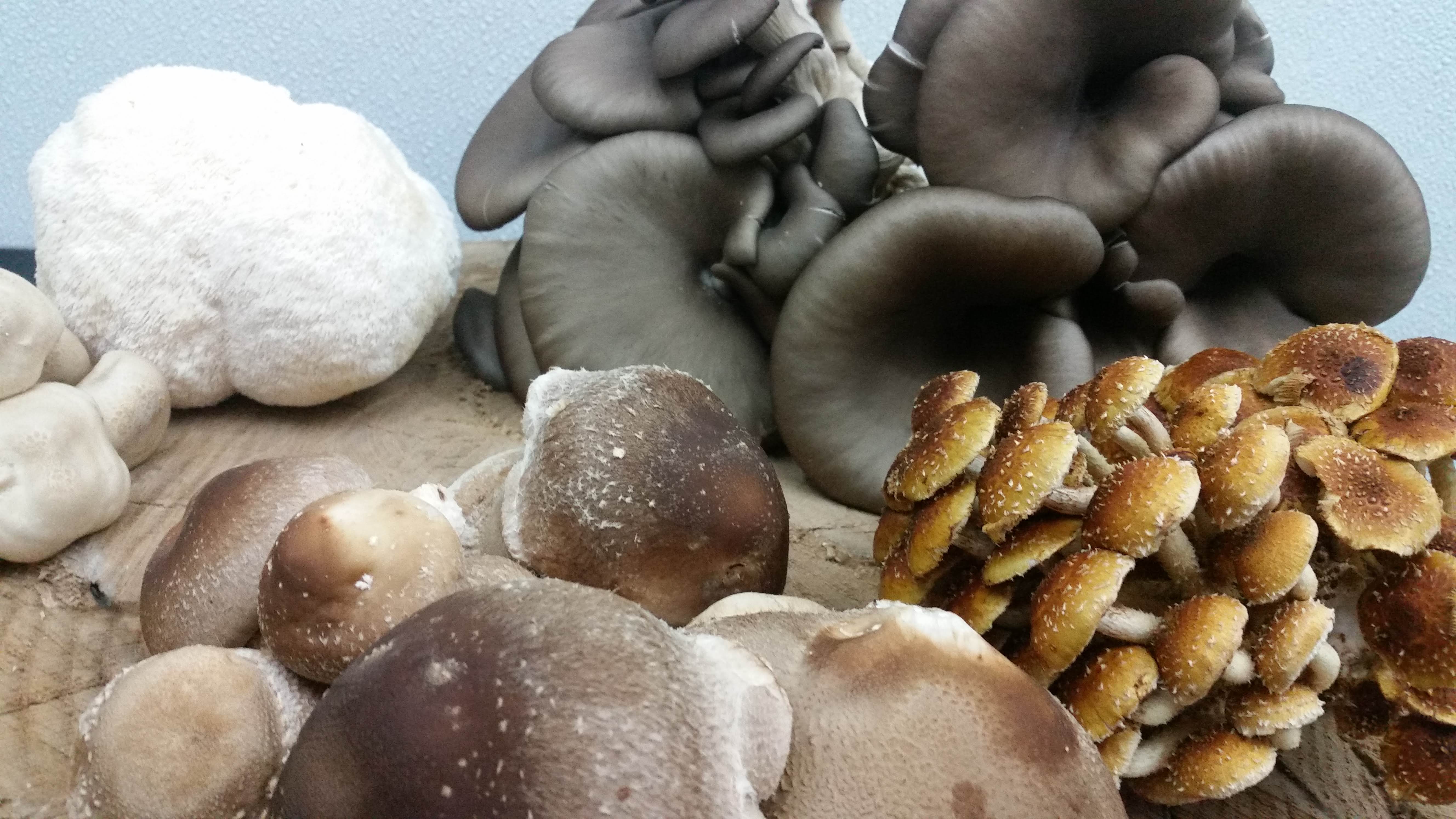 Mushroom Medley (Fresh)