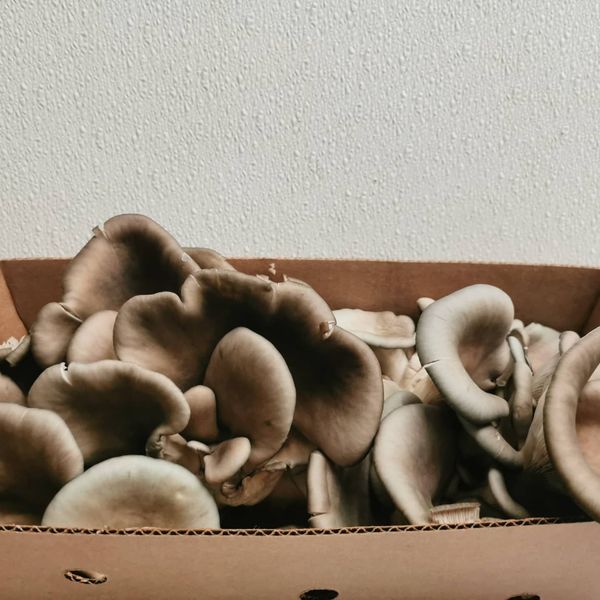 Oyster mushroom 2lb box